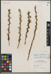 Foto von Salix petiolaris Sm.